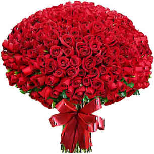 Mega Buquê de 500 Rosas C..