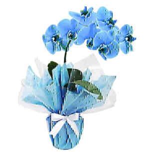 Orquídea Azul..