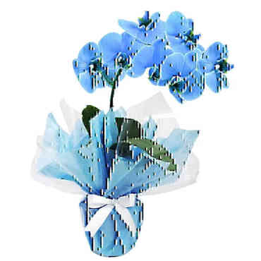 Orquídea Azul