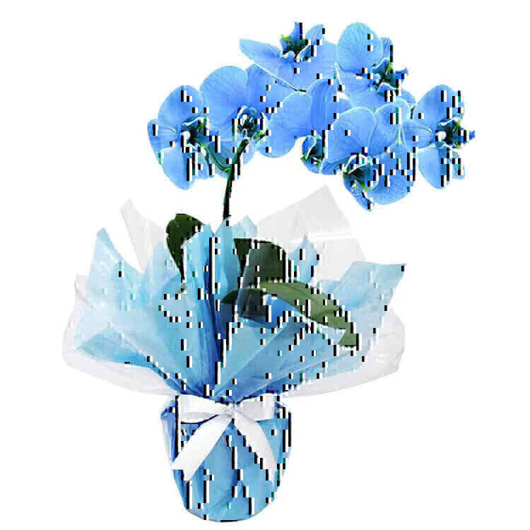Orquídea Azul..