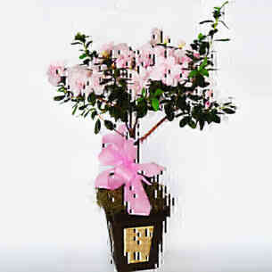 Azaléia árvore.. Azaléia árvore..