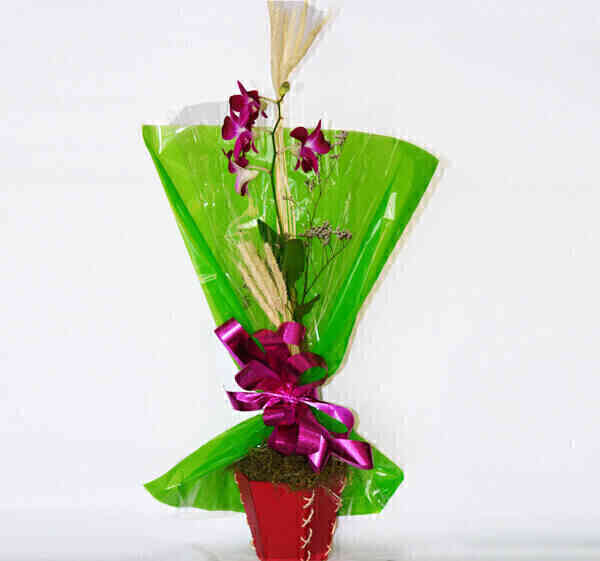 orquidea-denphal-papel-verde-170-800x1400.jpg