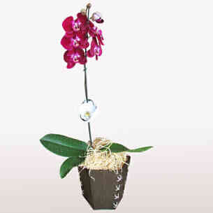 Orquídea Phalaenopsis 1..