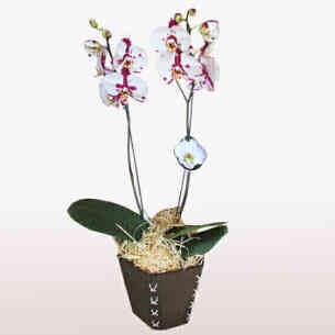 Orquídea phalaenopsis 2 a..