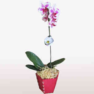 Orquídea Phalaenopsis 5..