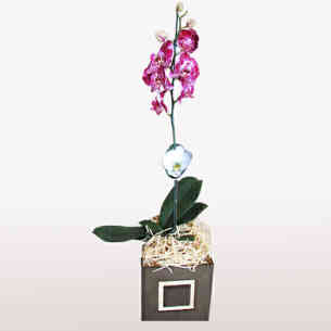Orquídea Phalaenopsis 6..
