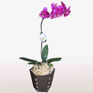 Orquídea Phalaenopsis rox..