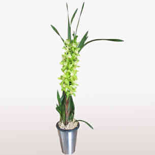 Orquídea Cymbidium verde ..