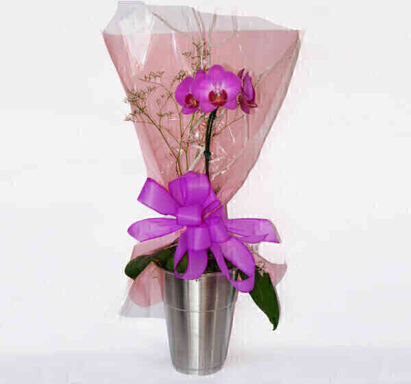 Vaso de orquídea phalaeno..