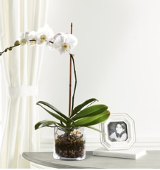 FTD White Orchid Planter..