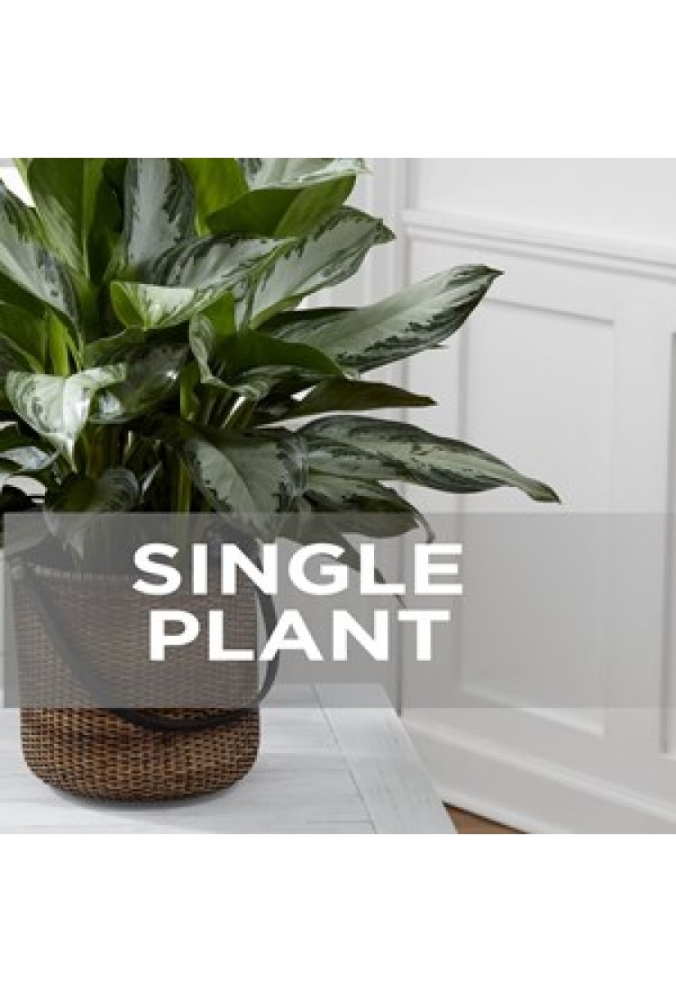 Single Plant..
