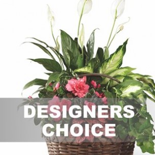 Arrangement Of Plants..