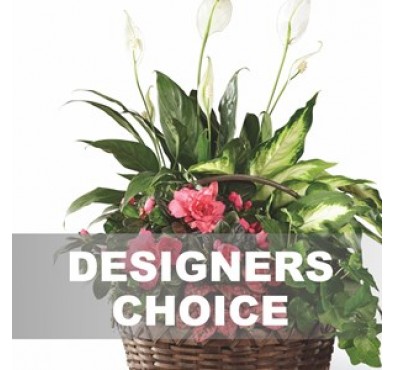 Arrangement Of Plant.. Arrangement Of Plant..