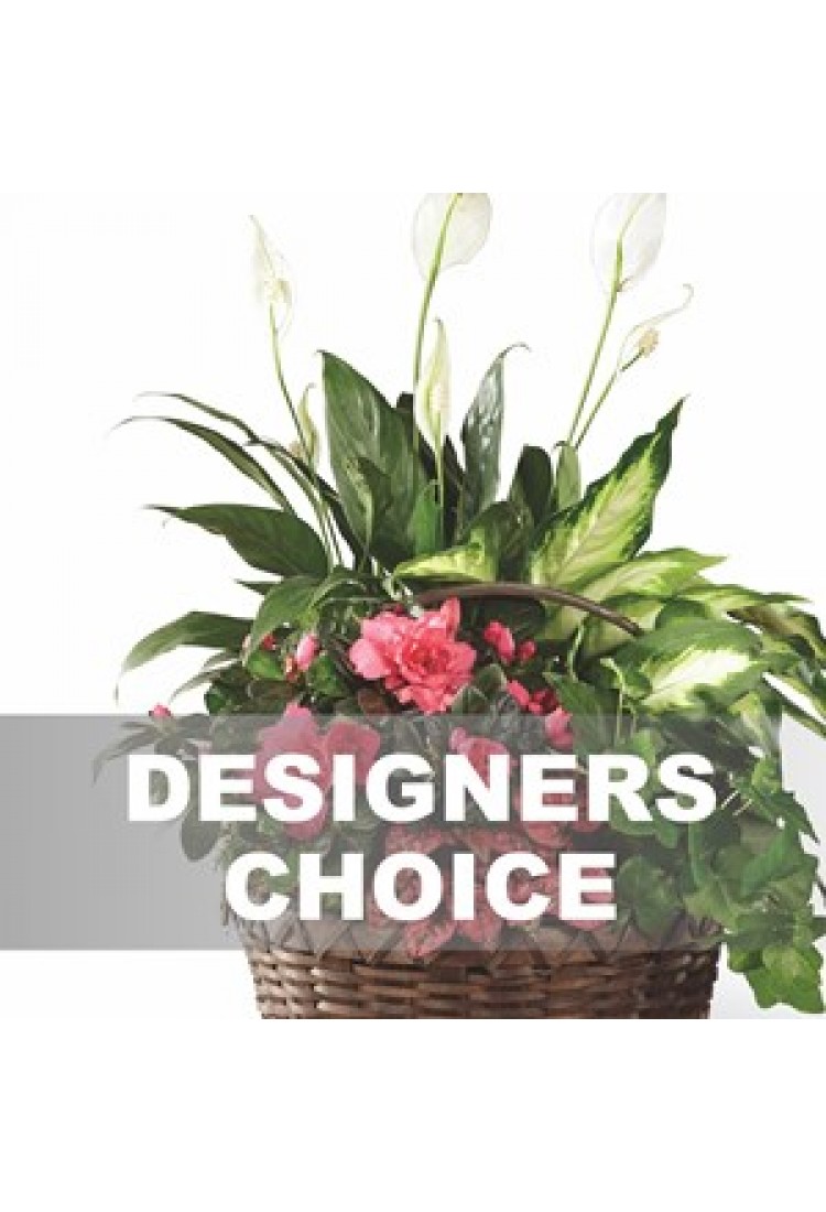Arrangement Of Plants..