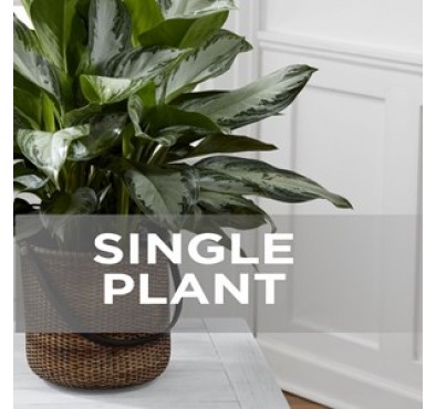 Single Plant Single Plant
