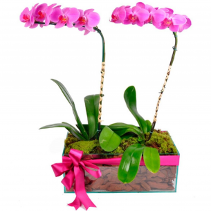 Arranjo Nobre de Orquídea..