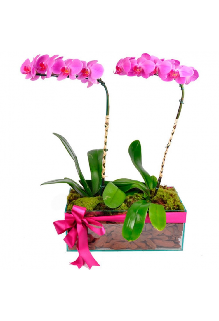 Arranjo Nobre de Orquídea..