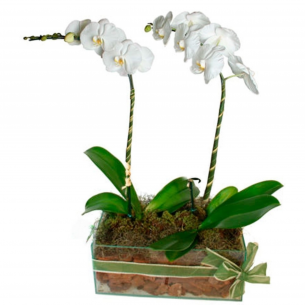 Arranjo Nobre de Orquídea..