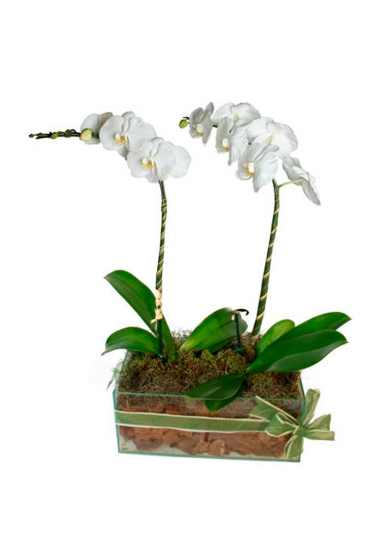Arranjo Nobre de Orquídea..