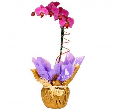 Orquídea Lilás..