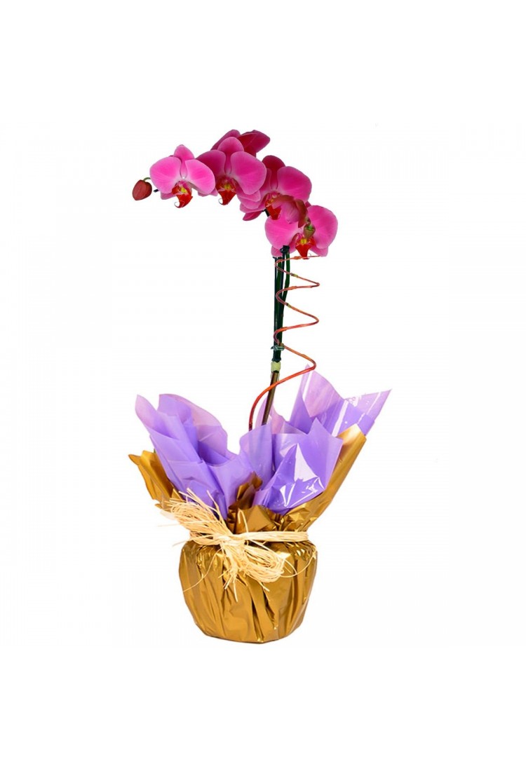 Orquídea Lilás..