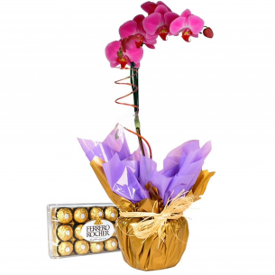 Orquídea Phalaenopsis Lil..