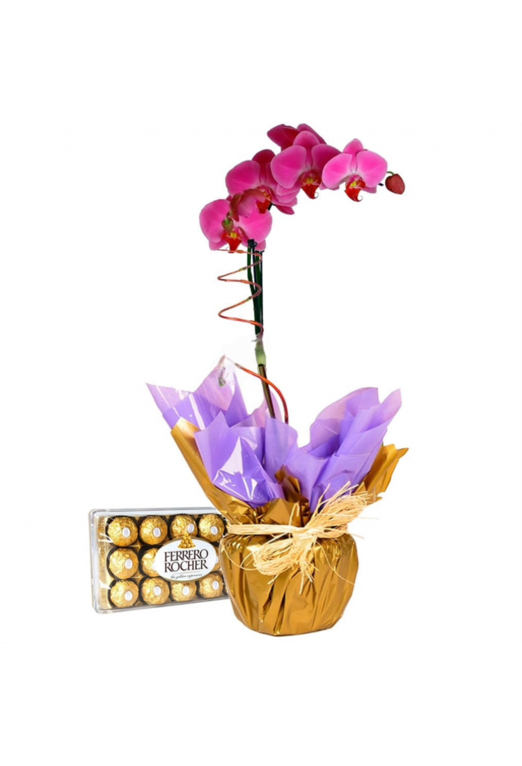 Orquídea Phalaenopsis Lil..