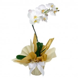 Orquídea Phalaenopsis com..