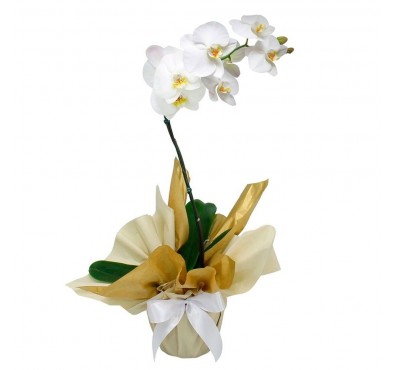 Orquídea Phalaenopsi.. Orquídea Phalaenopsi..
