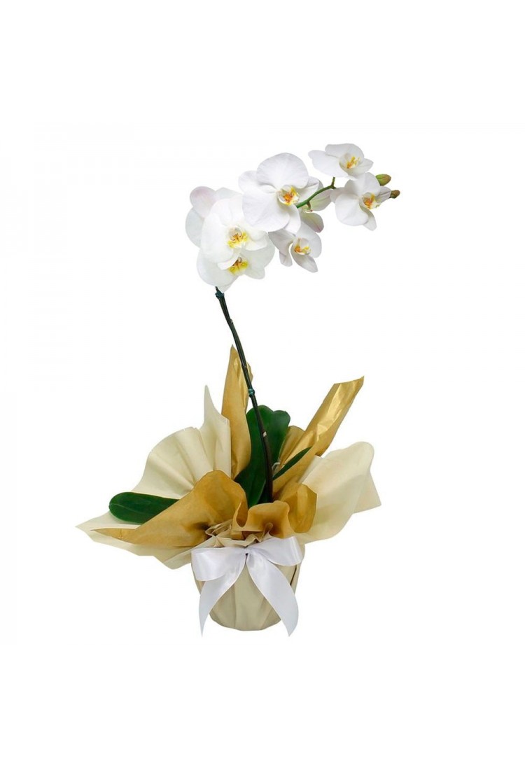 Orquídea Phalaenopsis com.. Orquídea Phalaenopsis com..