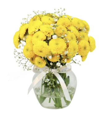 BRISA DE PINÓQUIOS A.. BRISA DE PINÓQUIOS A..