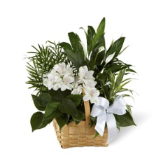 Peace And Serenity D.. Peace And Serenity D..