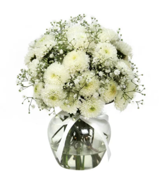 BRISA DE PINÓQUIOS B.. BRISA DE PINÓQUIOS B..