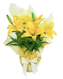 Lirio Amarelo Plantado.. Lirio Amarelo Plantado..