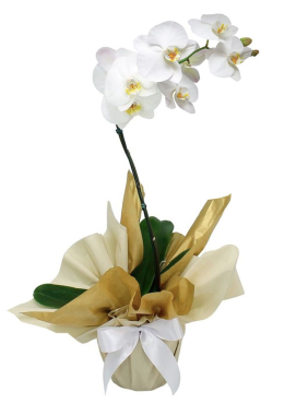 Orquídea Phalaenopsi.. Orquídea Phalaenopsi..