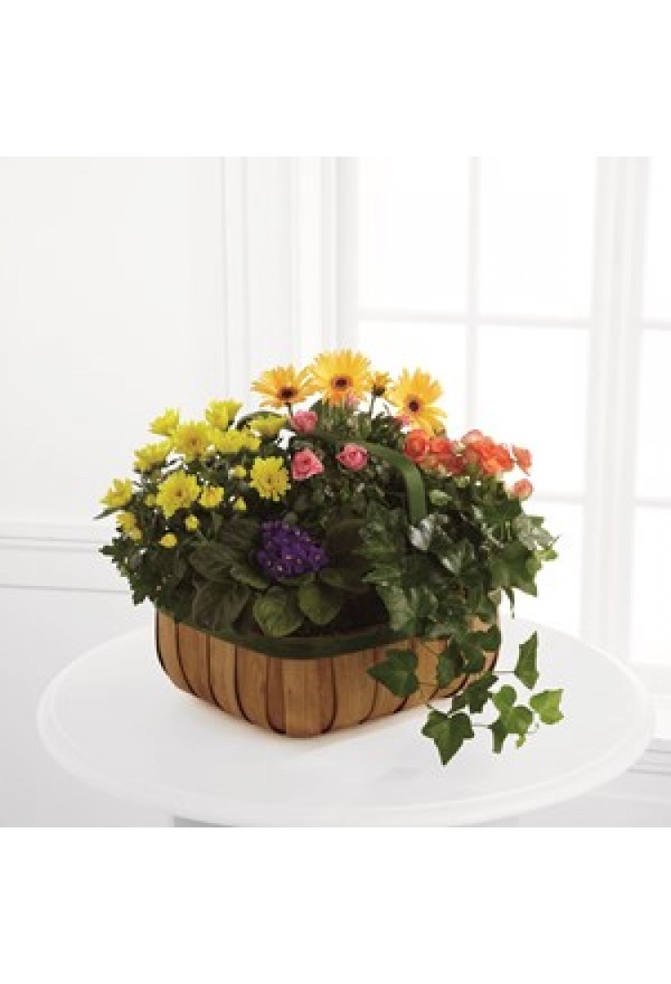 The FTD Gentle Blossoms B.. The FTD Gentle Blossoms B..