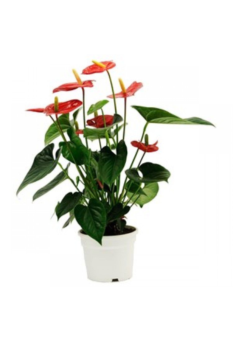Anthurium..