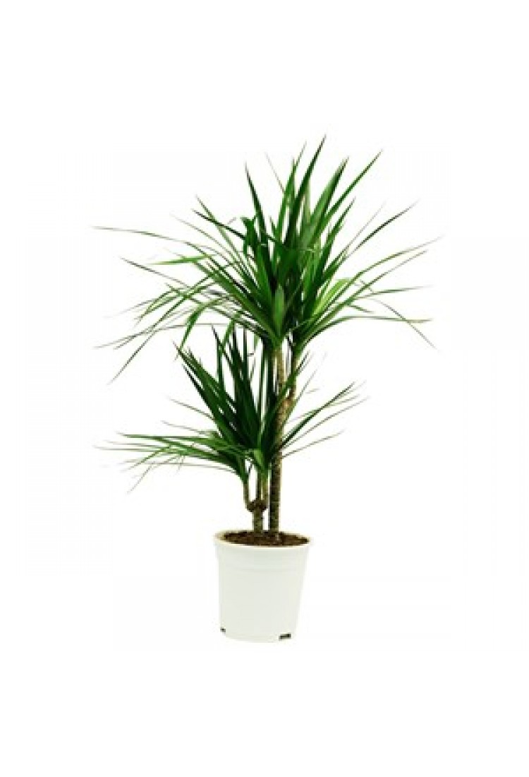 Dracaena..