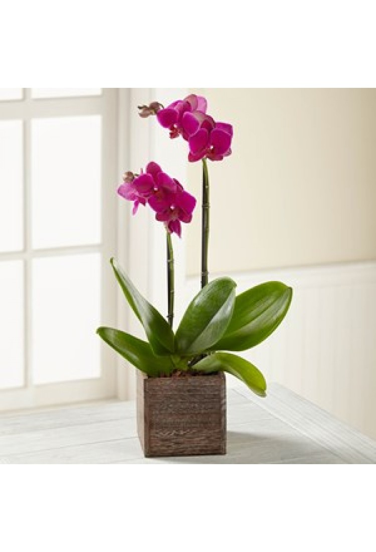 Fuchsia Phalaenopsis Orch..