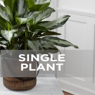 Single Plant..