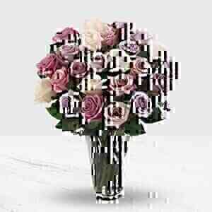 24 Pink and Purple Roses ..