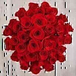 36 Red Roses Bunch..