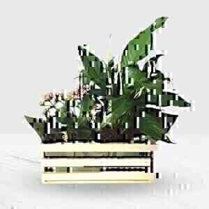 Mixed Plants In Box..