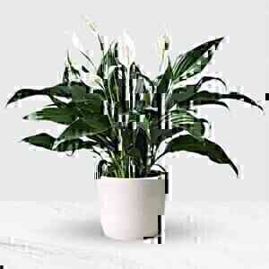 Potted Spathiphyllum..