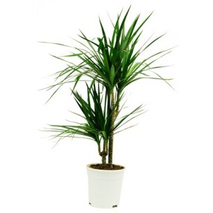 Dracaena..