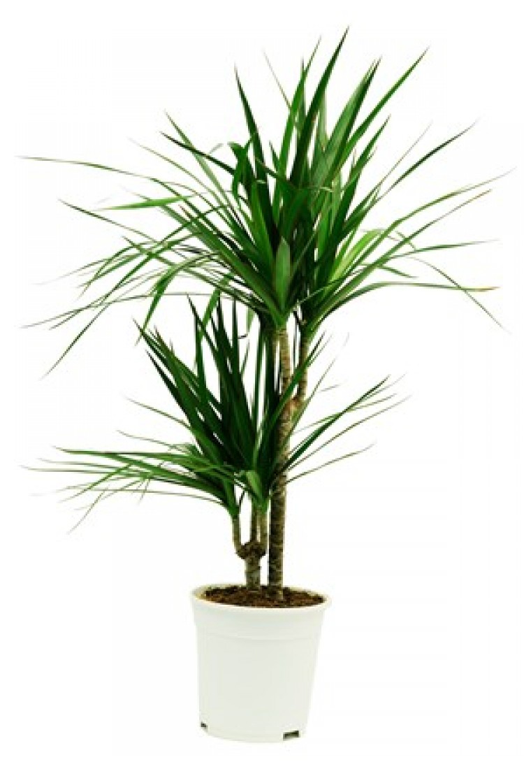 Dracaena.. Dracaena..