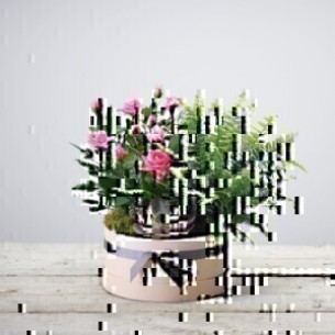 FLORIST CHOICE PLANT ARRA..