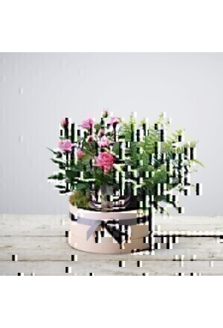 FLORIST CHOICE PLANT ARRA..