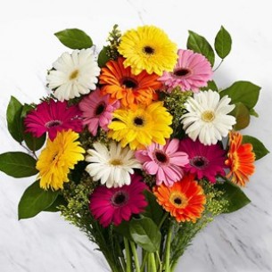 Mixed Gerbera Bunch..