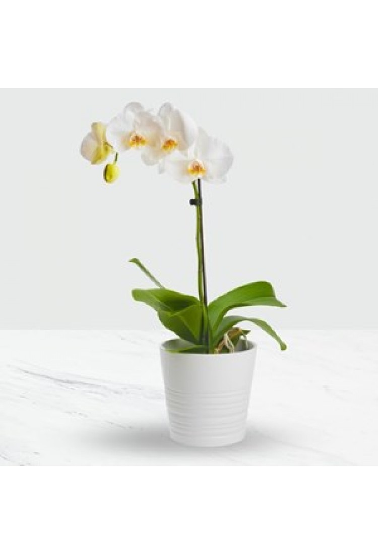 Phalaenopsis Orchid in a ..